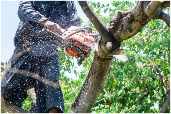 tree services Great Falls